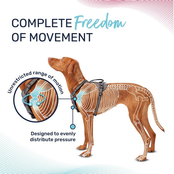 COA Halti Anatomy Dog Harness