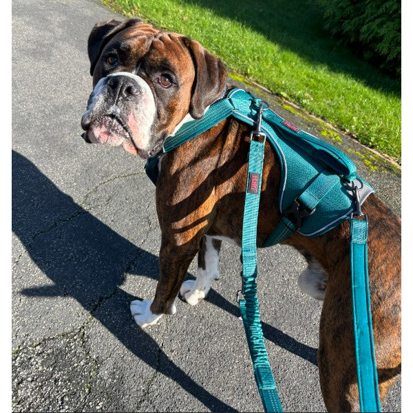 COA Halti Anatomy Dog Harness