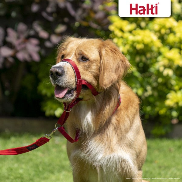 CoA Halti Headcollar Size 4 Red
