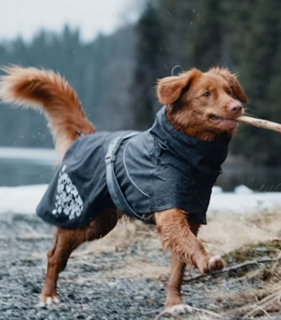 Hurtta Monsoon Coat Blackberry