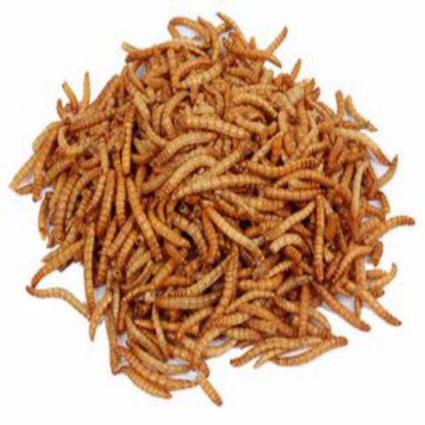 Harrisons Mealworms Bulk 12.55kg