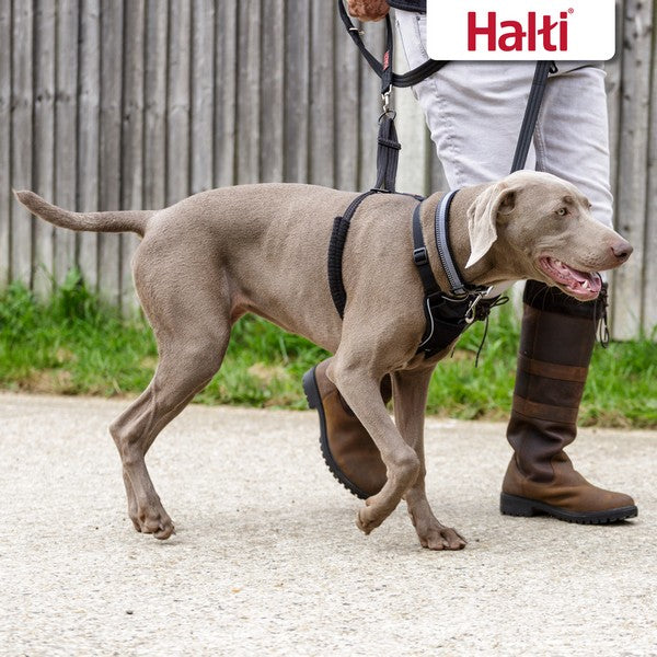 CoA Halti No Pull Harness