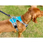 Henry Wag Dog Travel Harness L