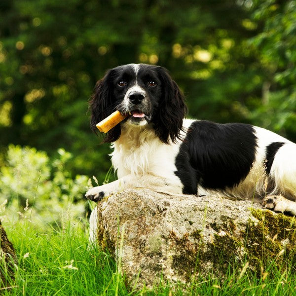 Petello Yak Cheese with Coconut Dog Chew 35g