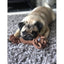 Henry Wag Rope Buddy Small Dog Pablo