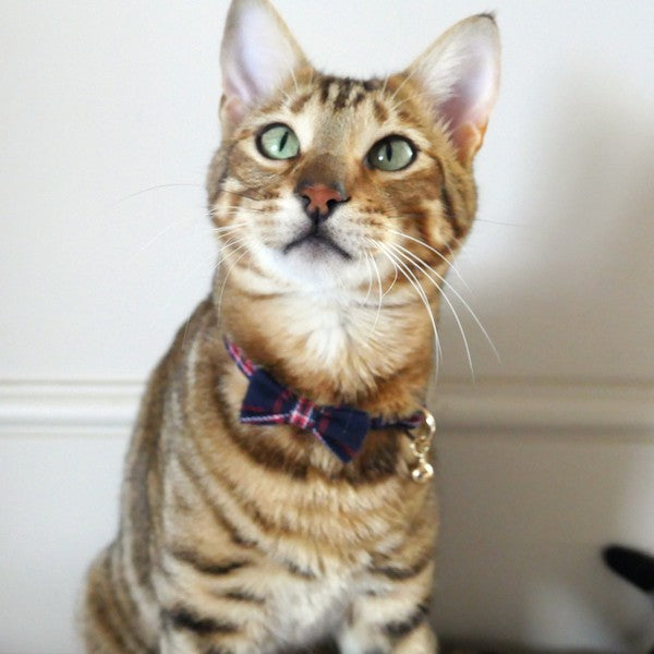 Rosewood Designer Navy & Red Tartan Cat Collar