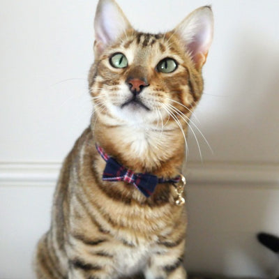 Rosewood Designer Navy & Red Tartan Cat Collar