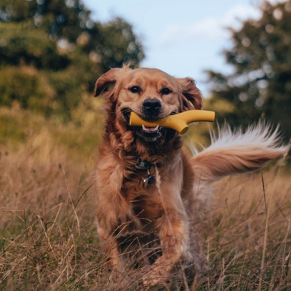 Beco Natural Rubber Super Stick Dog Toy Yellow