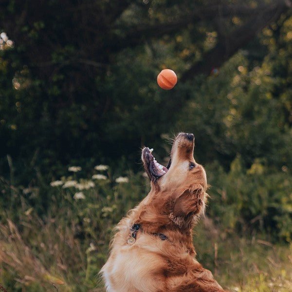 Beco Natural Rubber Fetch Ball Orange