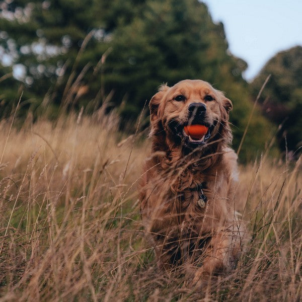 Beco Natural Rubber Fetch Ball Orange