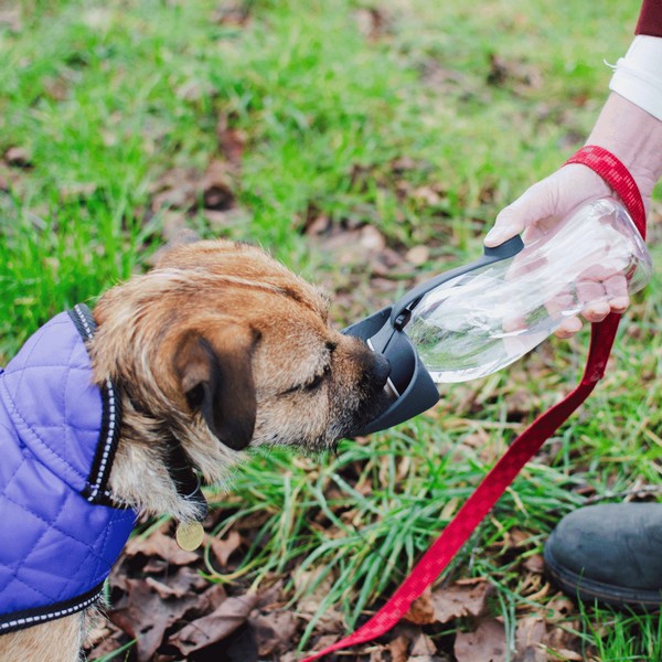 Henry Wag Water Bottle with Leaf Bowl Grey