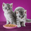 WHISKAS 2-12mths Mixed Menu Cat Pouches in Jelly