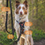 Twiggy Tags Trailfinder Multiway Lead Onyx