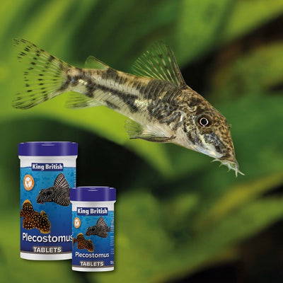 King British Plecostomus Food Tablets 50g