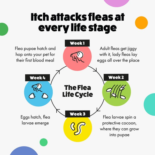 Itch Flea Spot On for Cats 3 Pipettes