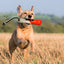 KONG Wild Shieldz Training Dummy Orange White Medium Large
