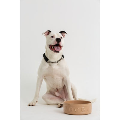 Mason Cash Pot Dog Bowl Yellow 250mm