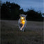 Ancol Rechargable LED Ball Yellow