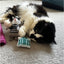 Ancol Catnip Thief 2pc