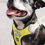 Hurtta Weekend Warrior Harness Neon 45-60cm